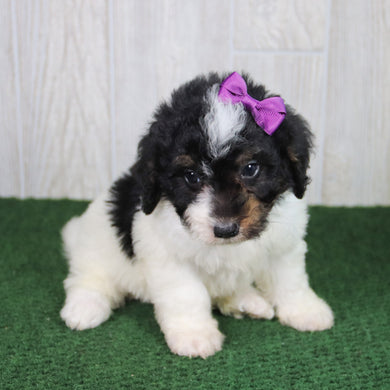 Cinnamon - Available 5/21