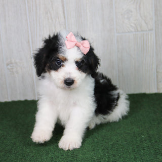 Cleo - Available 5/21