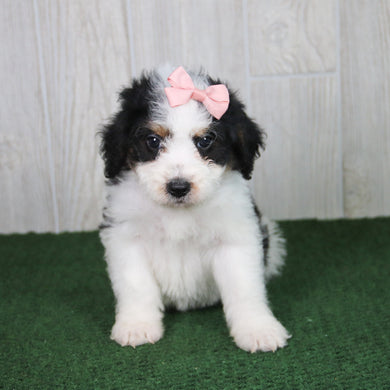 Cleo - Available 5/21