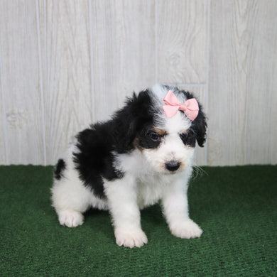 Cleo - Available 5/21
