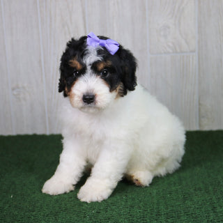 Cassie - Available 5/21