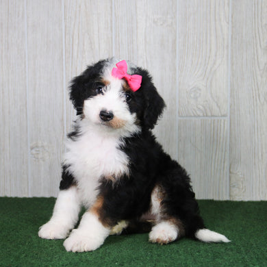 Clover - Available 5/21