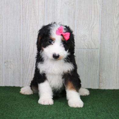 Clover - Available 5/21
