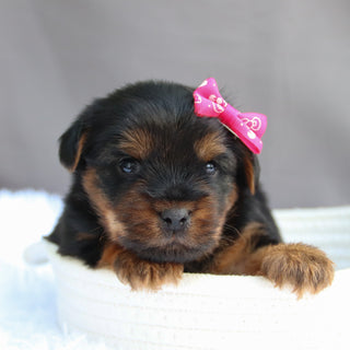 Caroline - Available 7/9