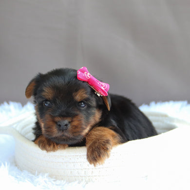 Caroline - Available 7/9