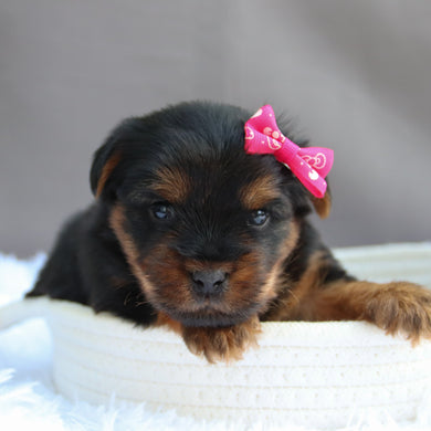 Caroline - Available 7/9