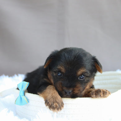 Trev - Available 7/9