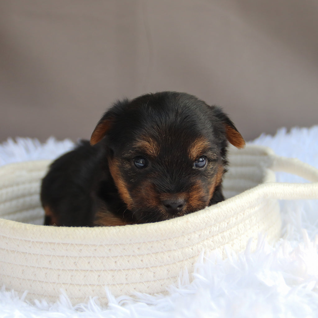 Trev - Available 7/9