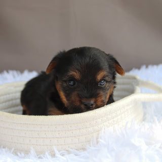 Trev - Available 7/9