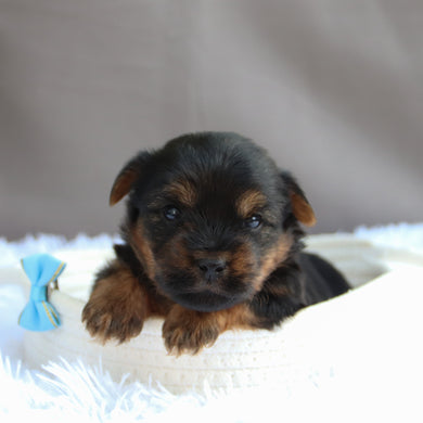 Trev - Available 7/9