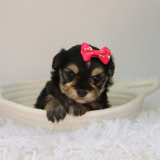 Lilly - Available 8/27