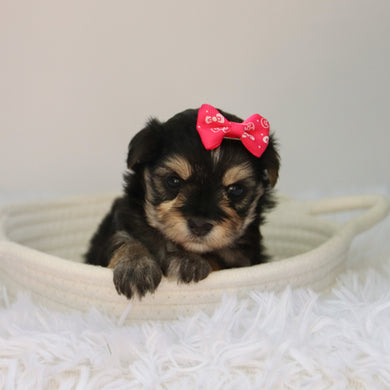 Lilly - Available 8/27