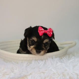 Lilly - Available 8/27