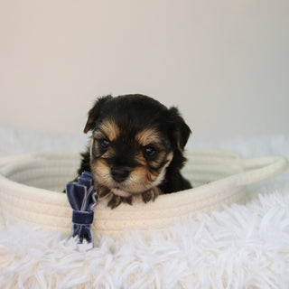 Rufus - Available 8/27