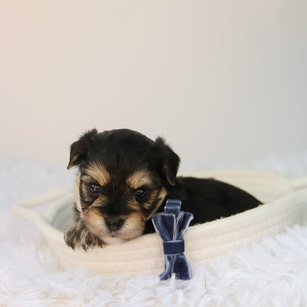 Rufus - Available 8/27