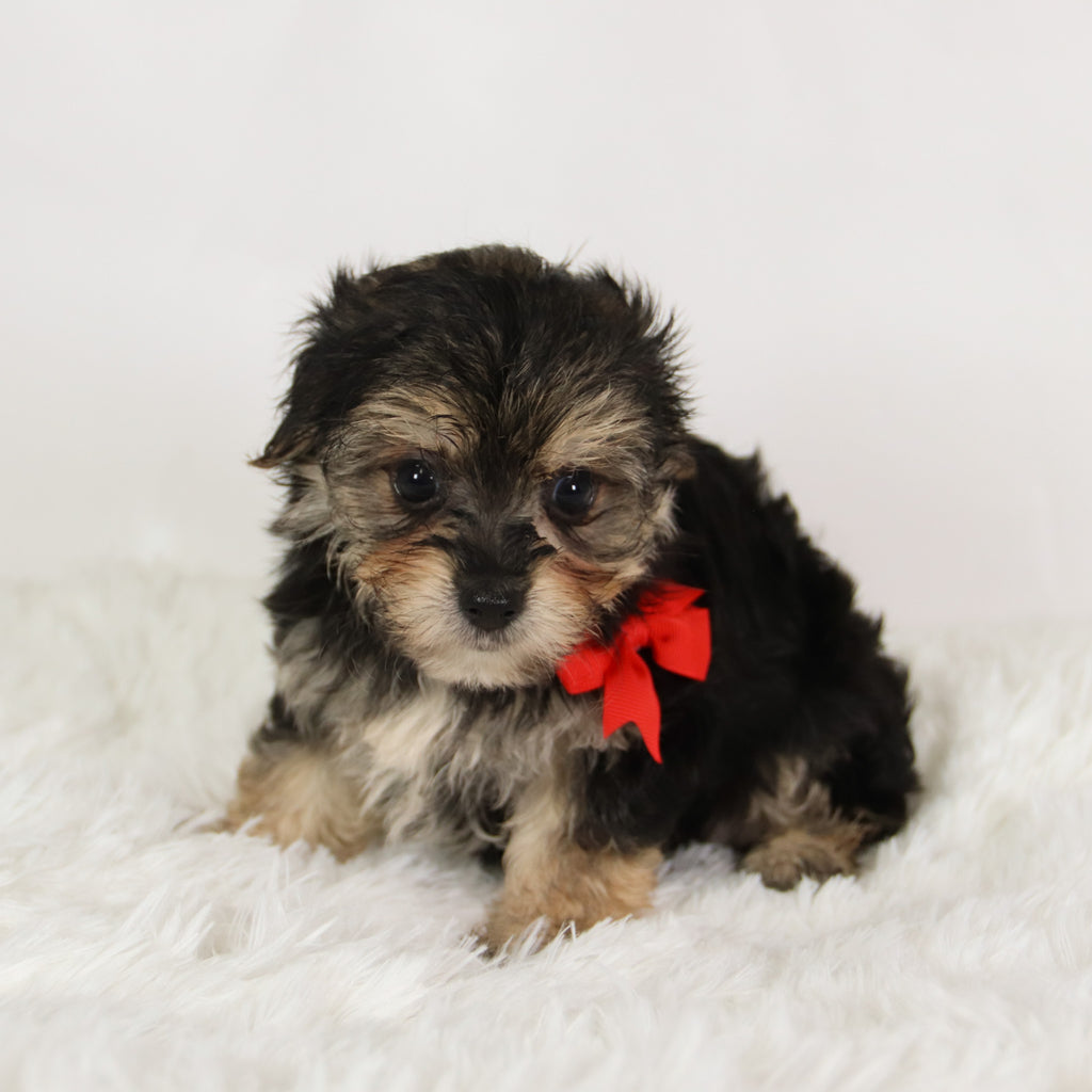 Rufus - Available 8/27