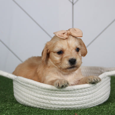 puppies for sal ein Trents wood