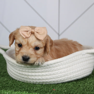Penelope - Available 6/4