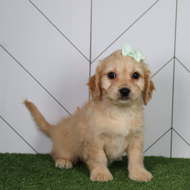 Penelope - Available 6/4