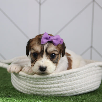 Bertha - Available 6/4