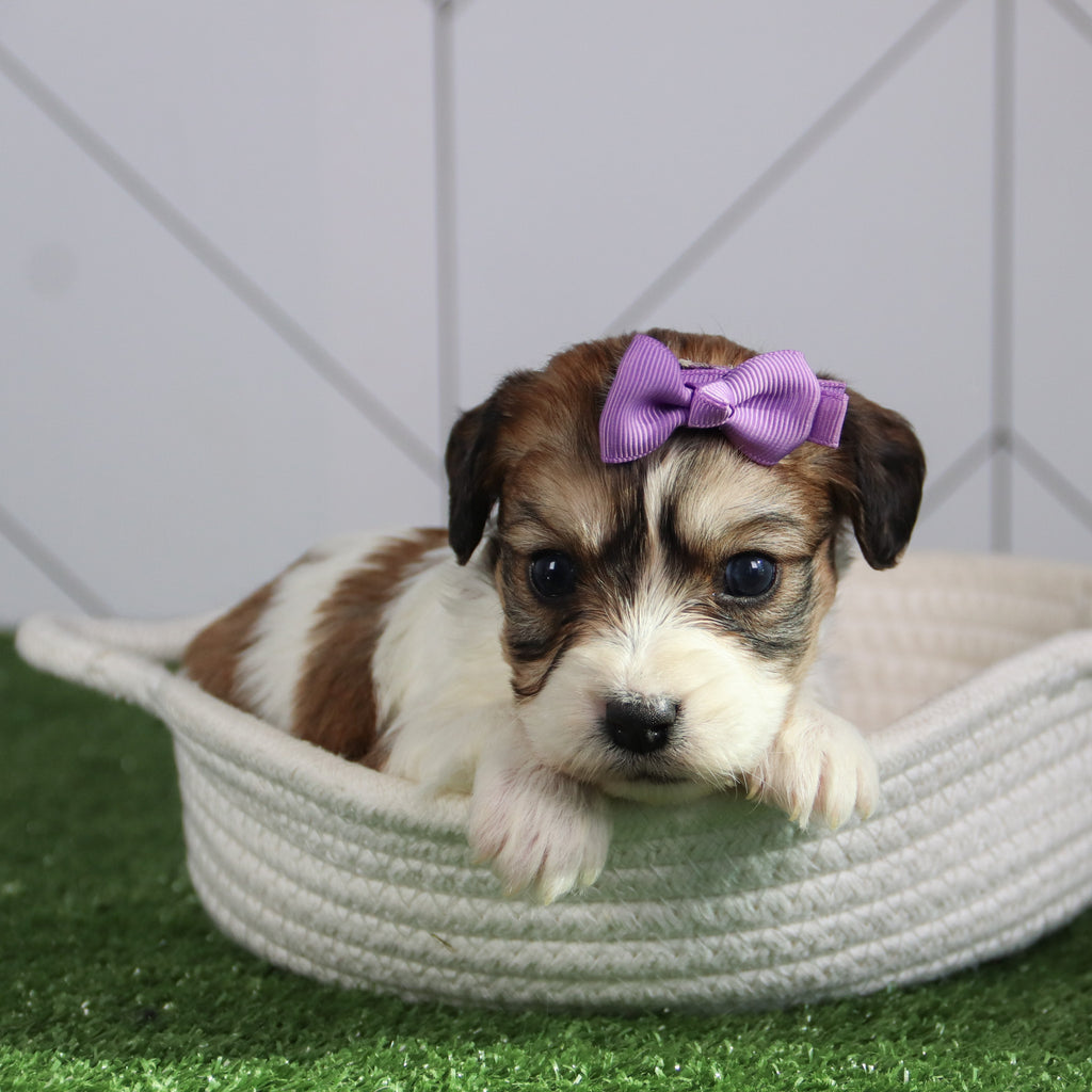 Bertha - Available 6/4