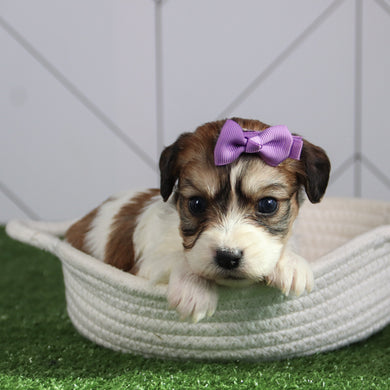 Bertha - Available 6/4