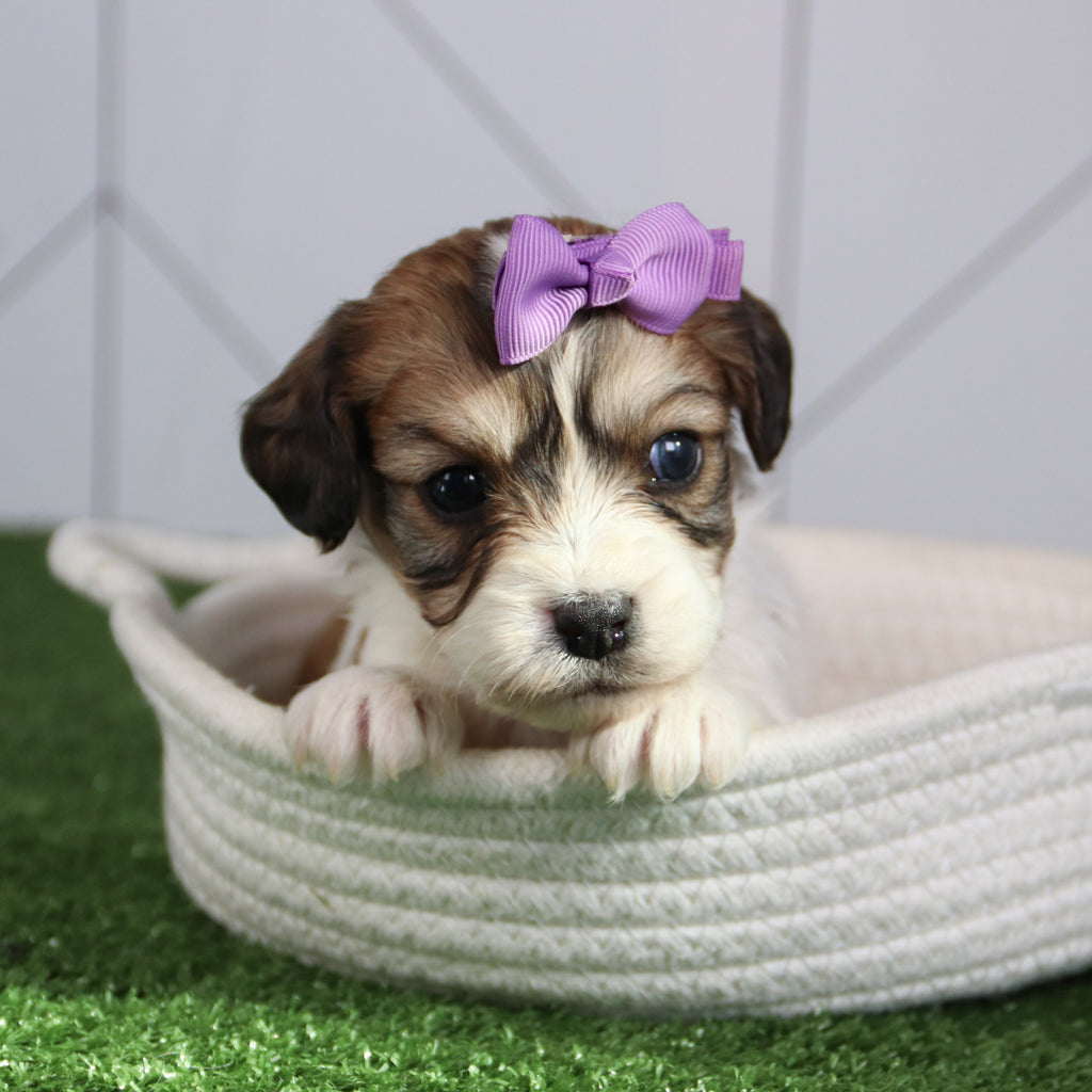 Bertha - Available 6/4