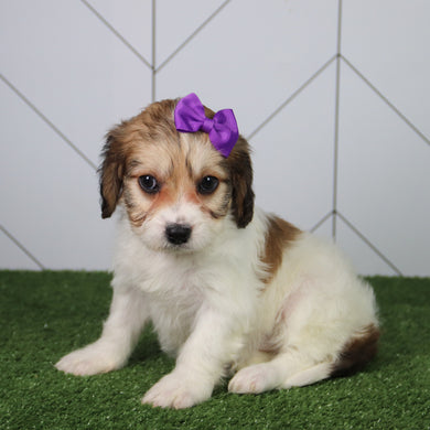 Bertha - Available 6/4