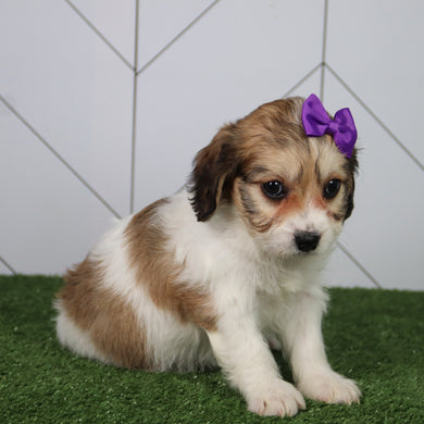 Bertha - Available 6/4