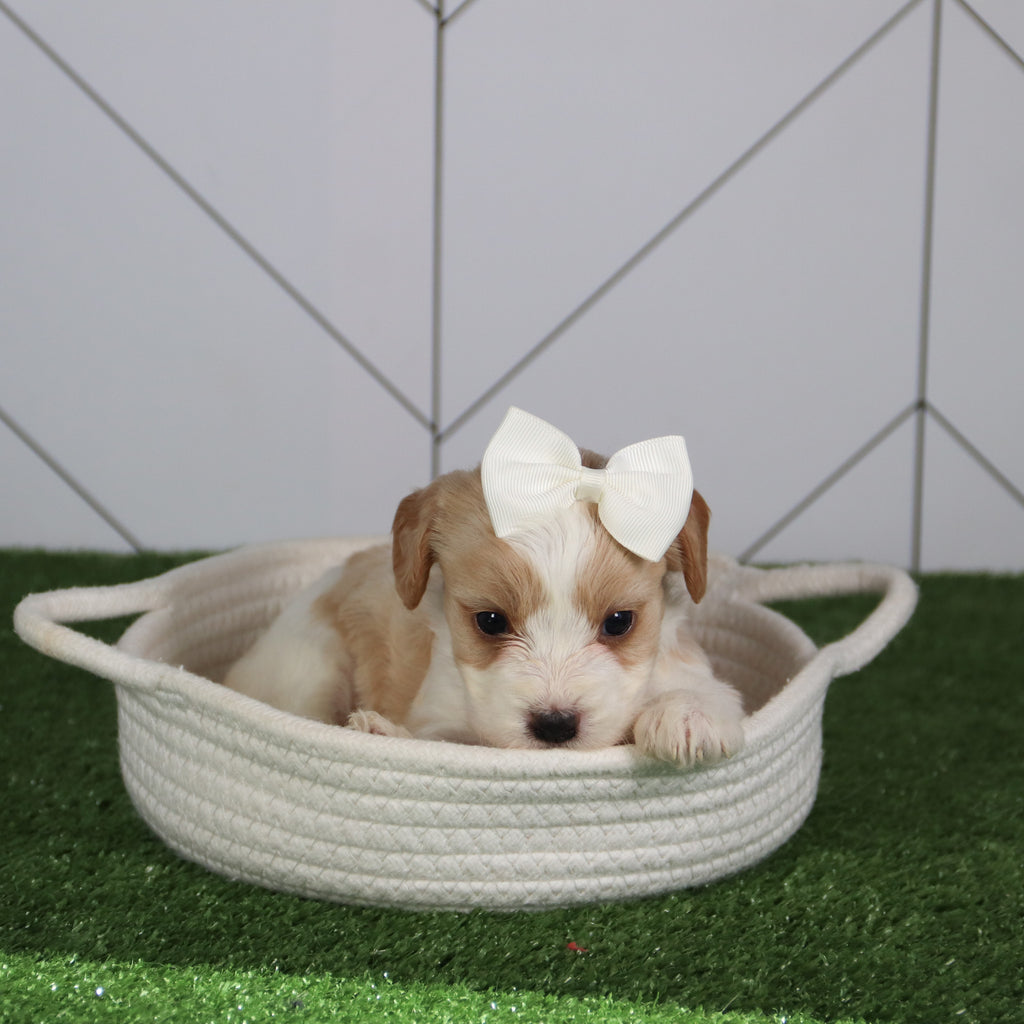 Pippa - Available 6/4