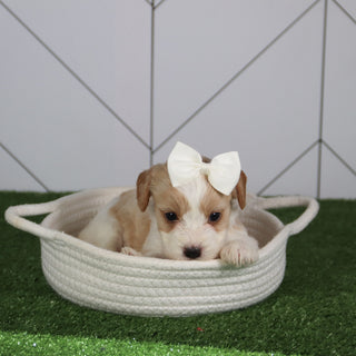 Pippa - Available 6/4