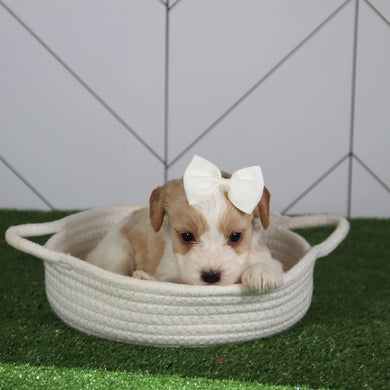 Pippa - Available 6/4