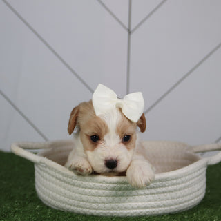 Pippa - Available 6/4