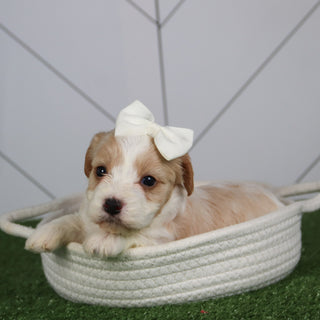 WHY CHOOSE HAPPYTAIL PUPPIES