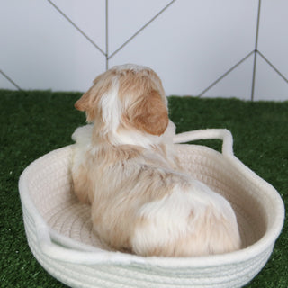 Pippa - Available 6/4