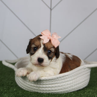 puppies for sale in wesley chapels, nc