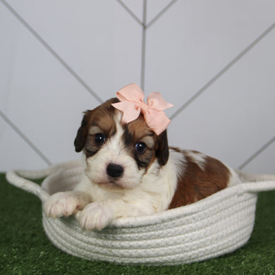 puppies for sale in wesley chapels, nc