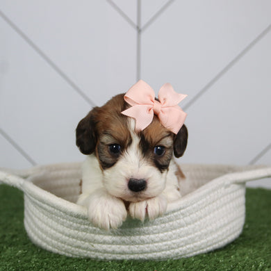 Nessie - Available 6/4