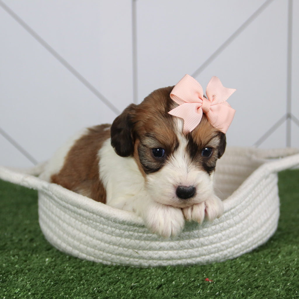 Nessie - Available 6/4