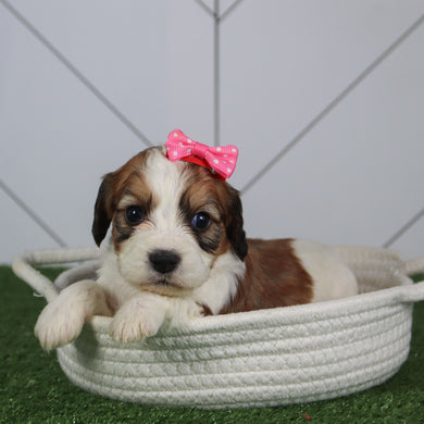 Bella - Available 6/4