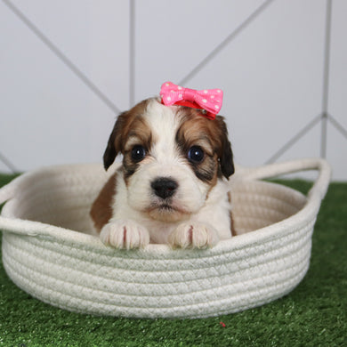 Bella - Available 6/4