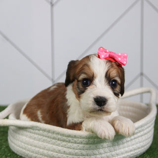 Bella - Available 6/4