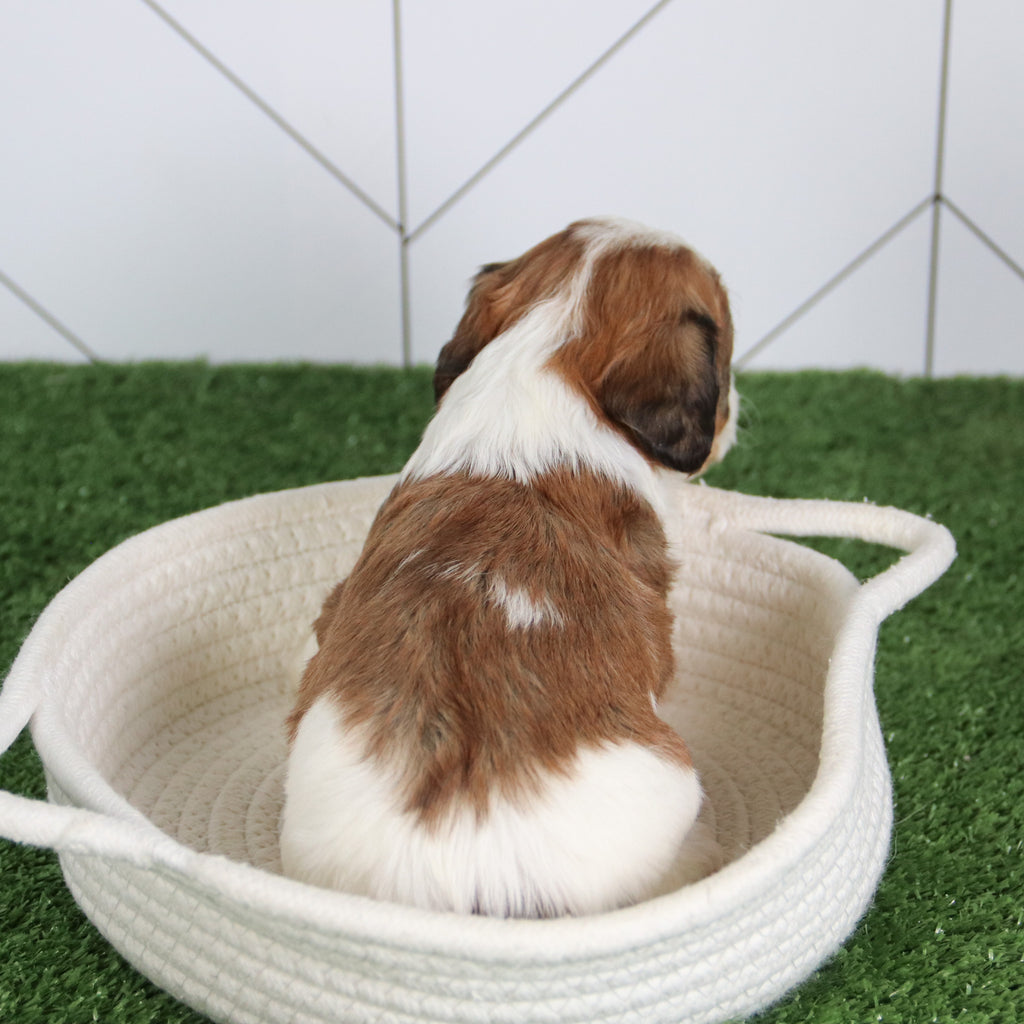 Bella - Available 6/4