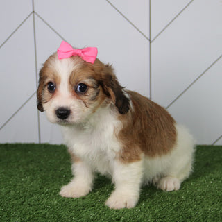 Bella - Available 6/4