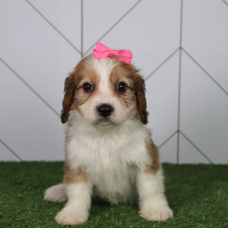 Bella - Available 6/4