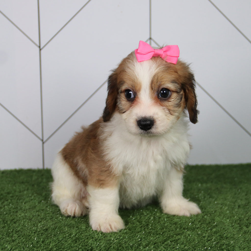 Bella - Available 6/4