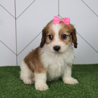 Bella - Available 6/4