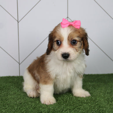 Bella - Available 6/4