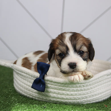 Kai - Available 6/4