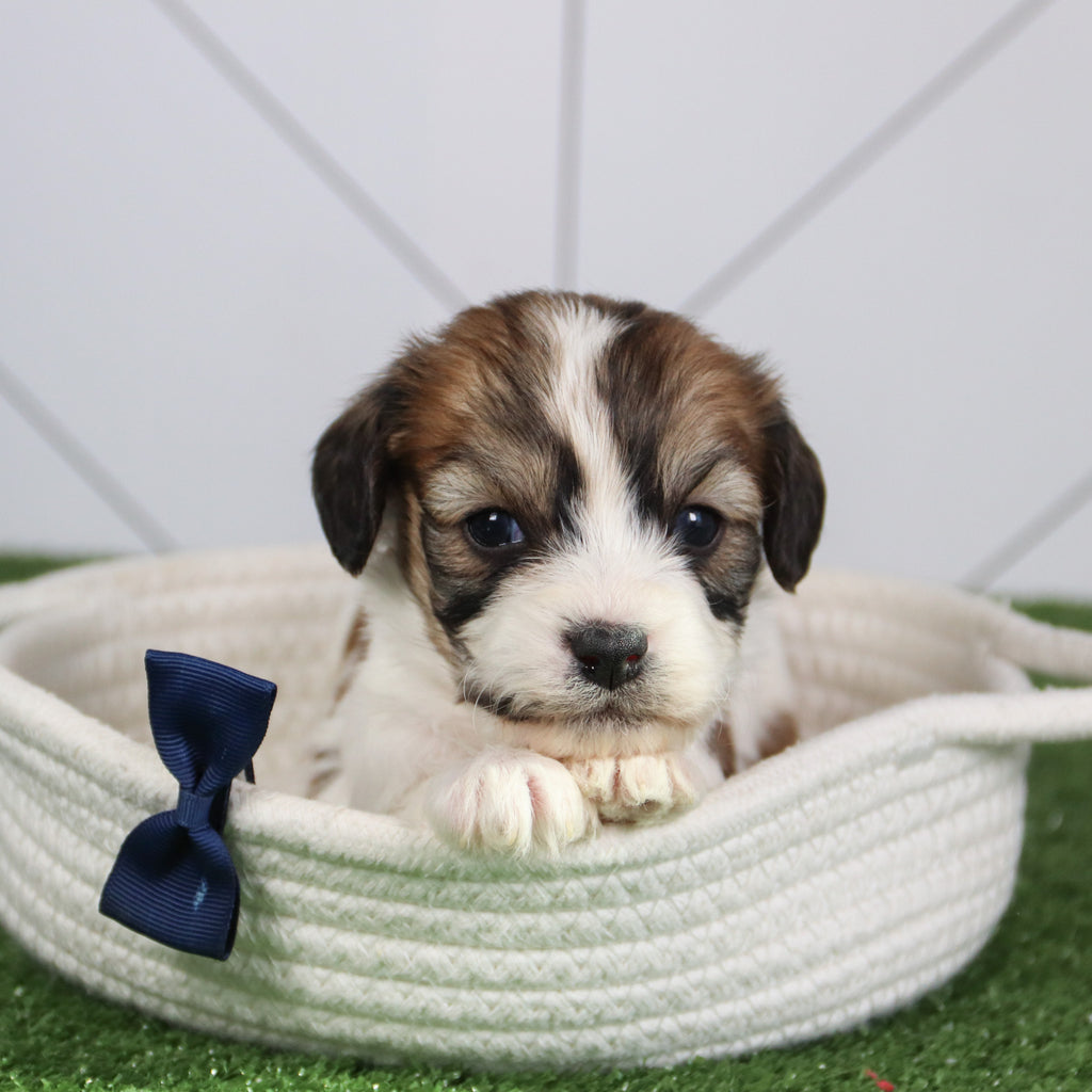 Kai - Available 6/4